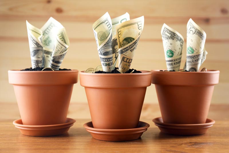 vaso de planta com dinheiro plantado