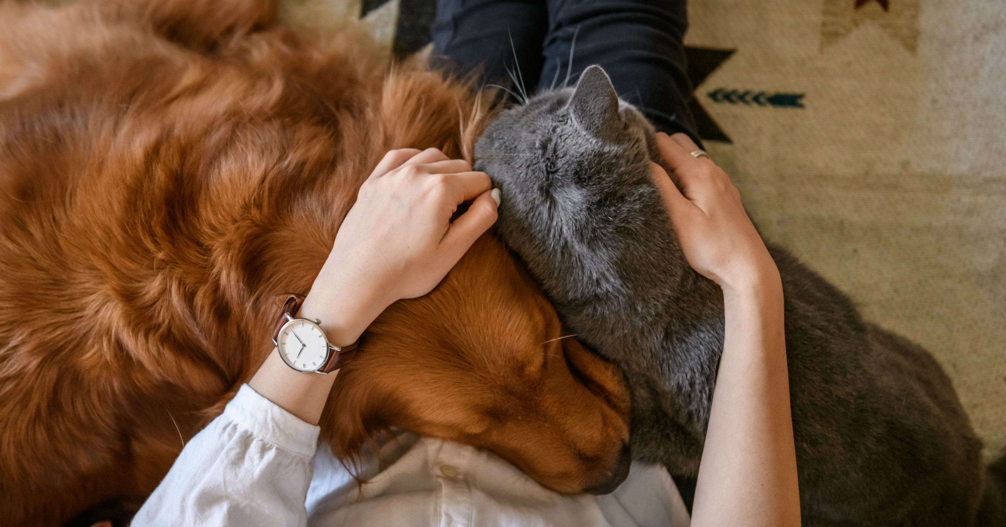 Gastos com animais de estimação