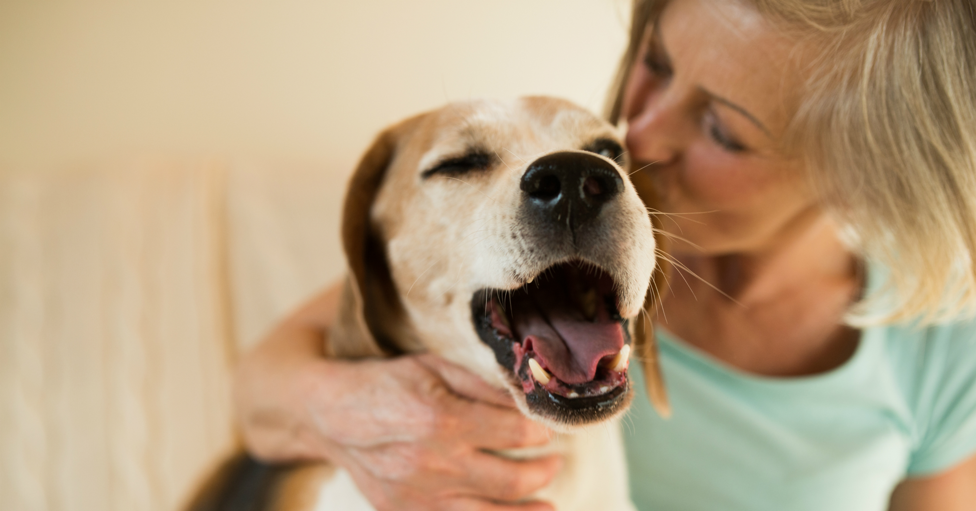 Já ouviu falar em seguro para pets? Conheça esse e outros seguros inusitados